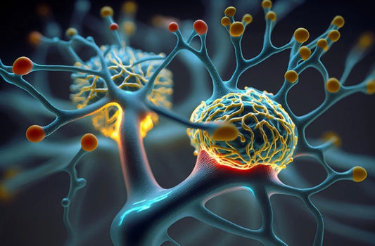 What is Neuroplasticity?